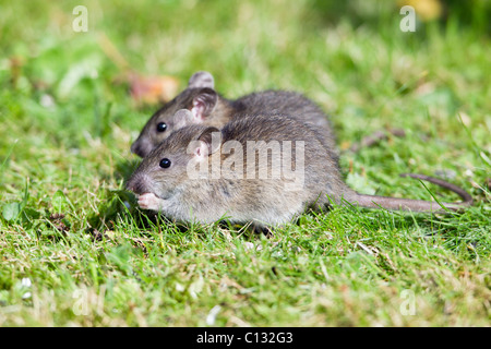 Ratti marrone (Rattus norvegicus), baby animali alimentazione su birdseed in giardino, Loer Sassonia, Germania Foto Stock