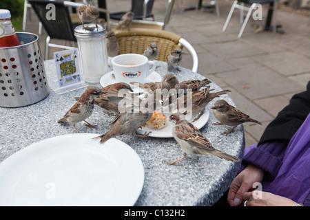 Casa Passero (Passer domesticus), gregge alimentazione su tavola nella caffetteria Giardino, Northumberland, Inghilterra Foto Stock