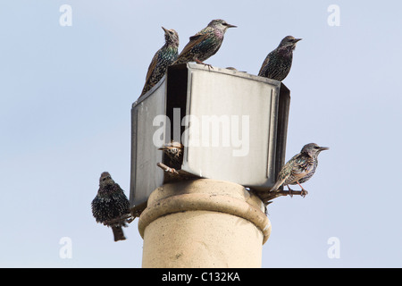 Starling (Sternus vulgaris), gregge seduto sul camino cappottatura superiore, Northumberland, Inghilterra Foto Stock