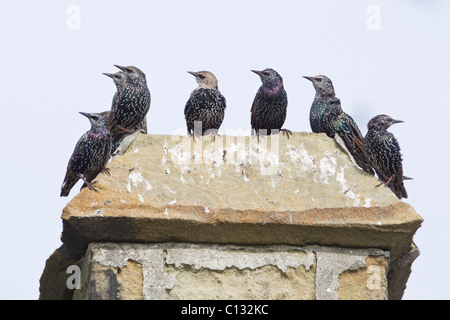 Starling (Sternus vulgaris), gregge seduti sulla sommità del camino, Northumberland, Inghilterra Foto Stock