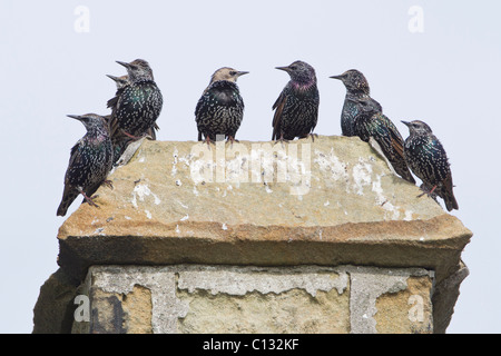 Starling (Sternus vulgaris), gregge seduti sulla sommità del camino, Northumberland, Inghilterra Foto Stock