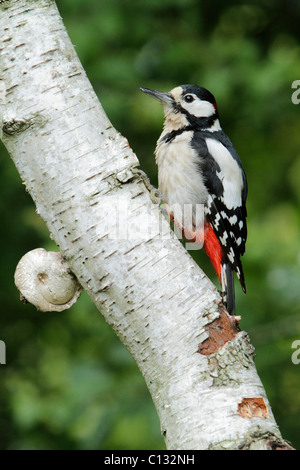 Picchio rosso maggiore (Dendrocopos major), arroccato sulla betulla stelo, Bassa Sassonia, Germania Foto Stock