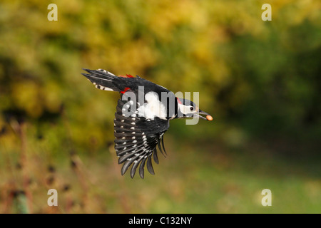 Picchio rosso maggiore (Dendrocopos major), in volo con il dado nel becco, Bassa Sassonia, Germania Foto Stock