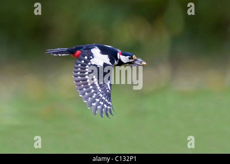 Picchio rosso maggiore (Dendrocopos major), in volo con il dado nel becco, Bassa Sassonia, Germania Foto Stock