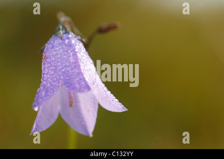 Fiore di Harebell (Campanula rotundifolia). Powys, Wales, Regno Unito. Foto Stock