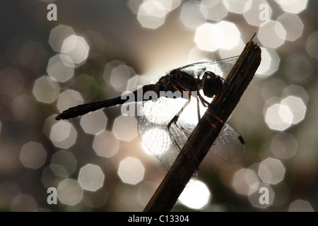 Maschio nero Darter Dragonfly (Sympetrum danae) su un pesce persico territoriale accanto ad un laghetto. Powys, Wales, Regno Unito. Foto Stock