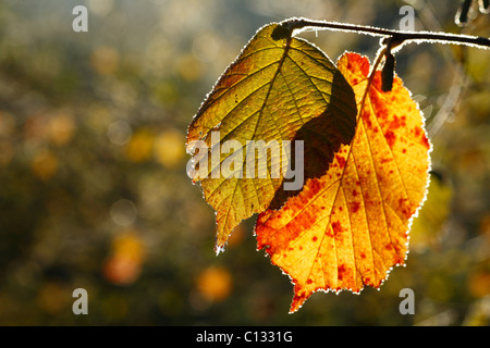 Comune di nocciolo (Corylus avellana) le foglie in autunno. Powys, Galles. Ottobre. Foto Stock