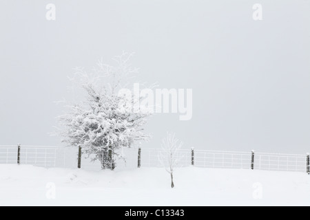 Biancospino (Crataegus monogyna) e un recinto dopo una pesante caduta di neve. Powys, Galles. Dicembre. Foto Stock
