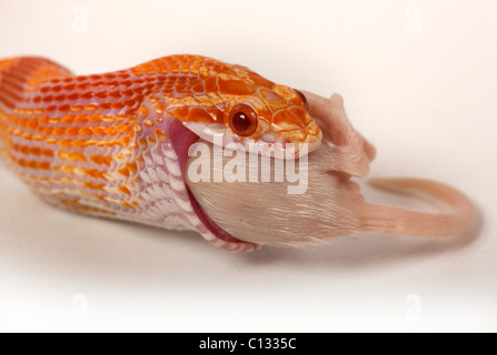 Il mais serpente Elaphe guttata guttata mangiare mouse Foto Stock