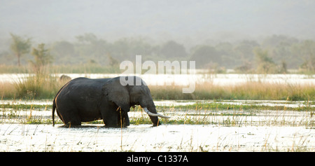 Bush africano Elefante africano (Loxodonta africana) passeggiate in acqua Parco Nazionale di Mana Pools, Zimbabwe Foto Stock