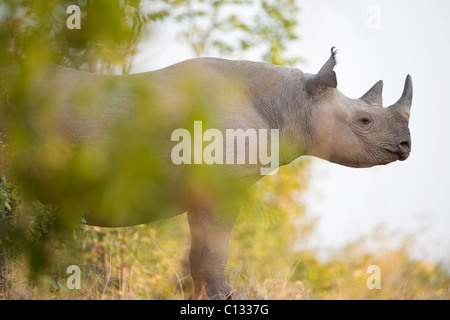 Ritratto di rinoceronte, Rhino Island, il lago Kariba, Mutasadona Parco Nazionale dello Zimbabwe Foto Stock