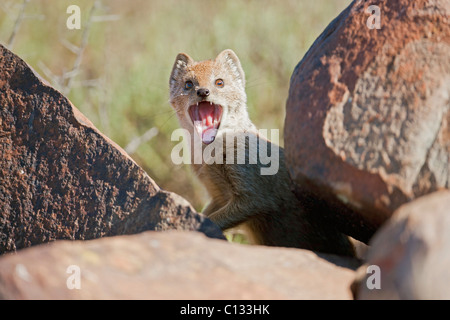 I giovani di colore giallo (Mongoose Cynictis penicillata) sbadigli in Mountain Zebra National Park, Eastern Cape Province, Sud Africa Foto Stock