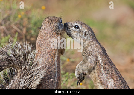 Massa sposi scoiattolo il suo compagno, Mountain Zebra National Park, Eastern Cape Province, Sud Africa Foto Stock