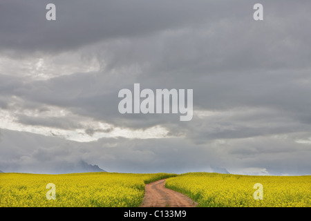 Nuvole temporalesche la raccolta di oltre il campo di granola, vicino Piketberg, Provincia del Capo Occidentale, Sud Africa Foto Stock