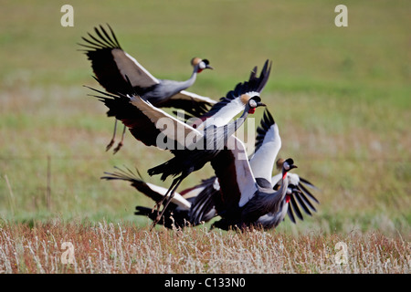 Gregge di colore grigio-incoronato gru (Balearica regulorum) prendendo aria vicino Naude's Pass, Eastern Cape Province, Sud Africa Foto Stock