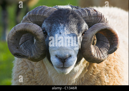 Scottish Blackface ram. La Scozia. Foto Stock