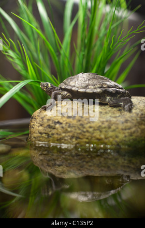 Stati Uniti d'America, nello Stato di New York, New York, Brooklyn, tartaruga in acquario Foto Stock