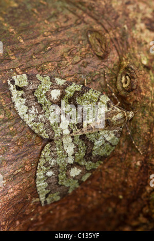 Luglio Highflyer (Hydriomena furcata) moth Foto Stock