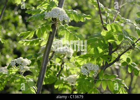 Le foglie e i fiori di montagna cenere (Sorbus aucuparia) noto anche come Rowan Tree, estate, nello Yorkshire, Regno Unito Foto Stock