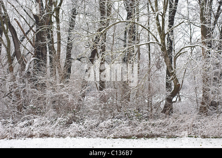 Winter Wonderland di una foresta dopo una tempesta di neve Foto Stock