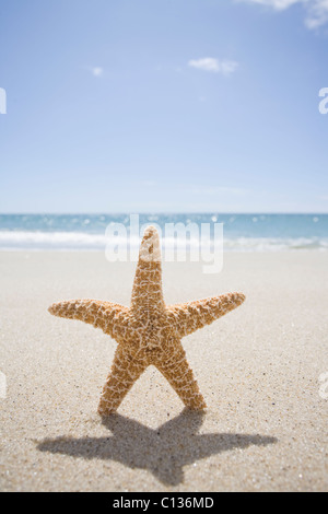 Stati Uniti d'America, Massachusetts, Cape Cod, Nantucket, close up starfish sulla sabbia Foto Stock