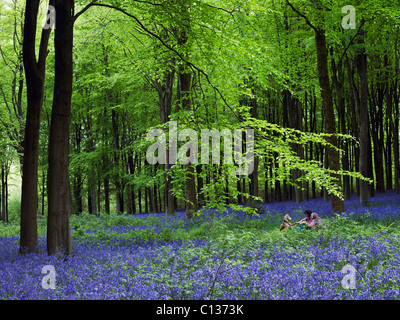 Femmina proprietario del cane e due cani Weimaraner (& Lurcher) Exploring the bluebell boschi a ovest di bosco in prossimità di Marlborough nel Wiltshire Foto Stock