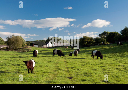 Belted Galloway bovini in campo con la fattoria Knockvennie, Urr Valley Foto Stock