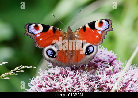 Farfalla pavone (Inachis io) sulla canapa agrimonia Foto Stock