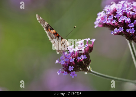 Testa sulla vista del dipinto di Lady Butterfly (vanessa cardui) alimentazione su fiori selvatici Foto Stock