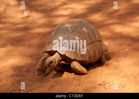 Radiata Astrochely tartaruga (Geochelone) radiata. Passeggiate lungo la foresta spinosa trail. Foto Stock