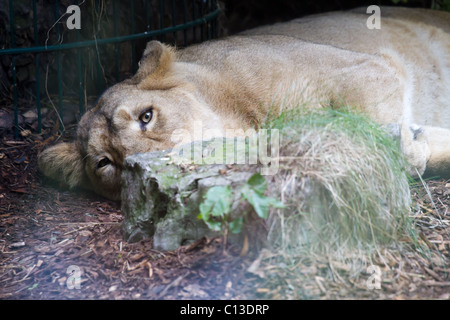 Una leonessa asiatica sdraiato guardando la telecamera, prese a Bristol Zoo. Foto Stock
