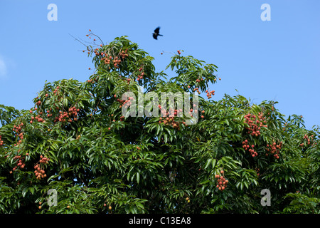 Il Lychee albero nella frutta (Litchi chinensis). Qui coltivate e in Madagascar. Originaria della Cina. Foto Stock