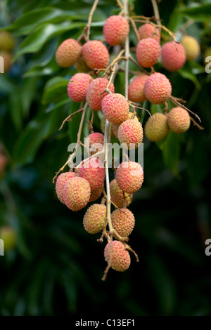Il Lychee frutti (Litchi chinensis). Alberi qui, coltivati e in Madagascar. Originaria della Cina. Foto Stock