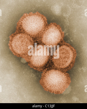 Influenza suina virus. Colorato colorato negativo microscopio elettronico a trasmissione. Foto di C. S. orafo e A. Balish, 2009. Foto Stock
