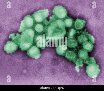 Questo colorato colorato negativo micrografia elettronica a trasmissione di A/CA/4/09 influenza suina virus. 2009 foto di C. S. orafo e A. Balish. Foto Stock