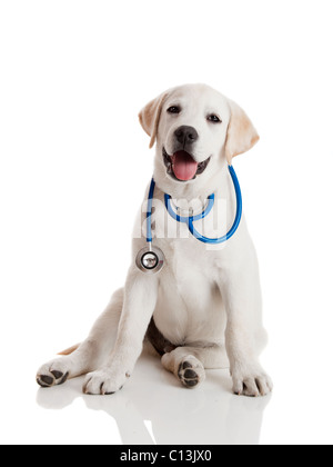 Bellissimo labrador retriever con uno stetoscopio sul suo collo, isolato su bianco Foto Stock