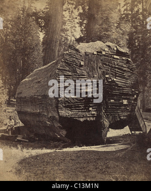 L'originale grande albero, era di 92 piedi di circonferenza quando abbattuto ca. 1875. La struttura ad albero, oltre 1000 anni fa, è stata una delle sequoie giganti in Calaveras County, California è stato abbattuto da promotori che hanno preso una sezione della struttura ad albero per visualizzare in New York. La sezione e il suo tronco sono ora protette in California grandi alberi del parco statale. Foto Stock