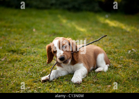 Carino Welsh Springer Spaniel cucciolo di masticare un ramo Foto Stock