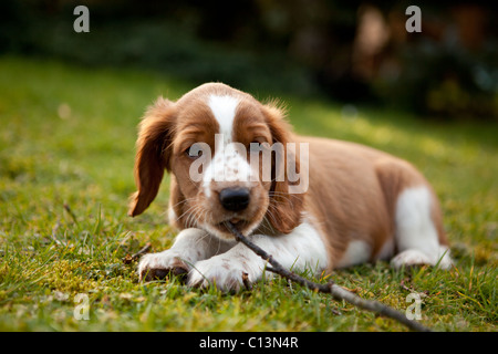 Carino Welsh Springer Spaniel cucciolo di masticare un ramo Foto Stock