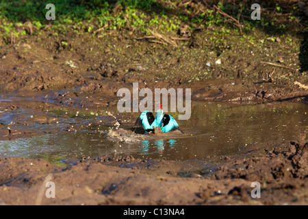 Woodlands Kingfisher (Halcyon senegalensis). Emergenti dall'acqua. Foto Stock