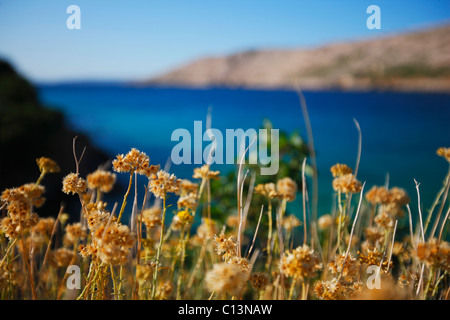 Fiori vicino mare, Immortelle in Croazia Foto Stock