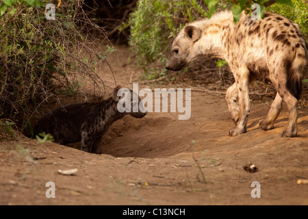 Spotted Hyena (Crocuta crocuta). La iena adulto e pup a loro den. Foto Stock