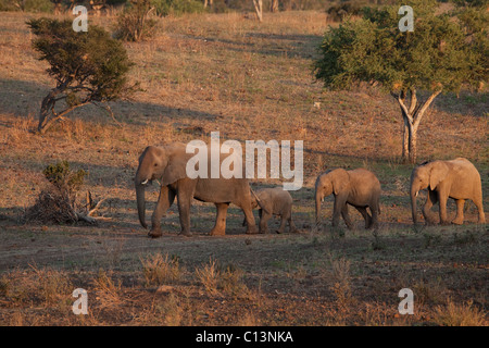 Elefante africano mandria (Loxodonta africana) Foto Stock