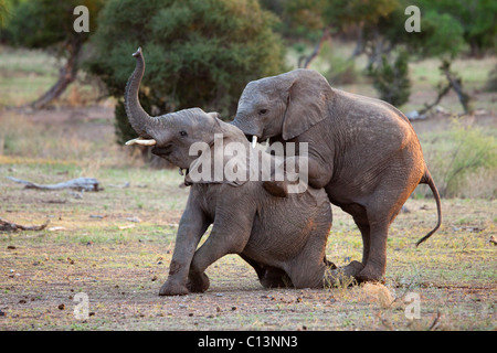 Elefante africano (Loxodonta africana). Due immaturi elefanti maschi pratica attraverso il gioco.