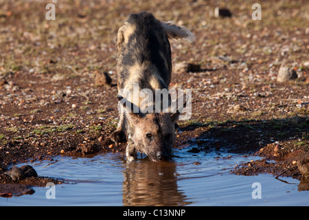 African Wild Dog (Lycaon pictus) bere Foto Stock