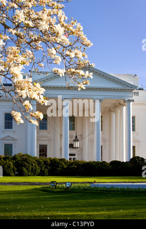 La fioritura dei ciliegi fioriscono davanti alla Casa Bianca lungo Pennsylvania Avenue, Washington DC, Stati Uniti d'America Foto Stock