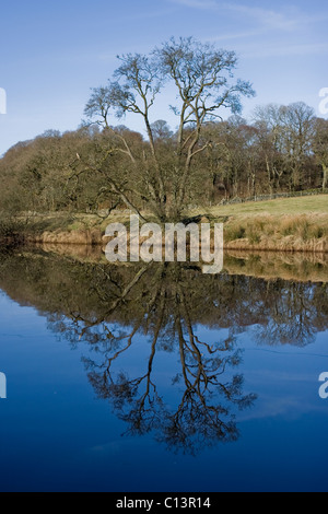 Albero di ontano riflessa nella River Cree Foto Stock