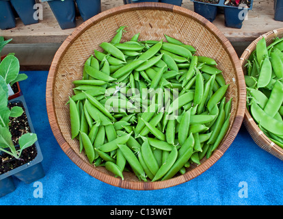 Questa immagine di stock è un cesto di prodotti freschi, zucchero organico snap piselli con altre piante in vaso e piselli più vicino a una tovaglia blu Foto Stock