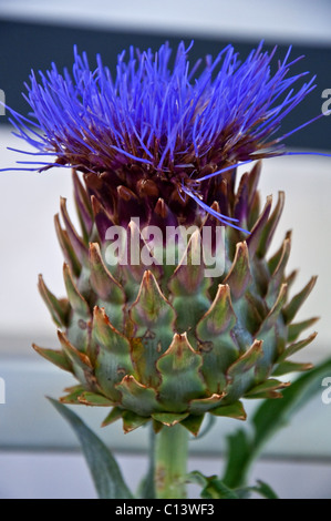 Blu fiore Centurea che è una macro immagine verticale. I ciuffi di blu e di impianto sono di apertura dal bud. Foto Stock