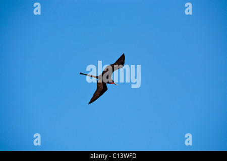 Magnifica Frigatebird volare alto. Un magnifico Frigatebird scivola attraverso un perfetto cielo blu. Foto Stock